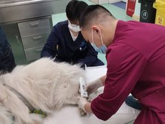 -北京观赏动物医院·24小时大型综合·猫专科·异宠专科