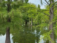 -贡湖湾湿地公园