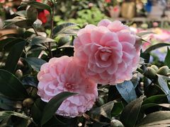 -双季花艺园艺市场(浦东店)