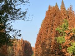 -桤木河湿地公园