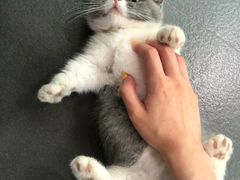 -十年猫舍·猫咪专门店(普陀店)