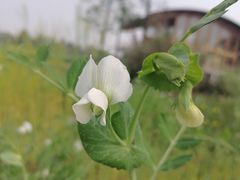 -中国天府农业博览园