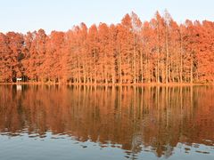 -上海海湾国家森林公园