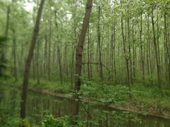 -合肥滨湖国家森林公园