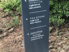 -雪绿茶博物馆
