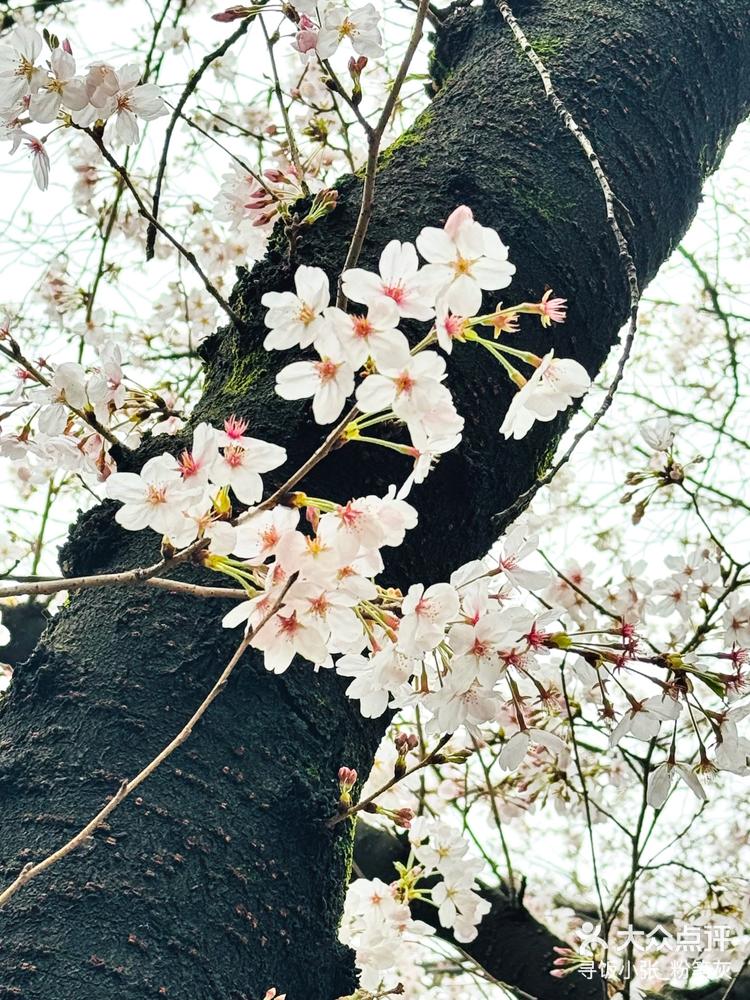 鸡鸣寺的樱花开花图片