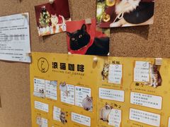 -滚猫咖啡·猫咖·猫友好撸猫(未来城店)