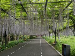 -东平国家森林公园