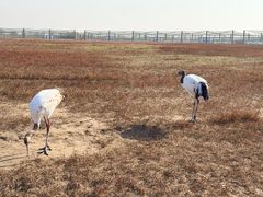 -盐城丹顶鹤湿地生态旅游区