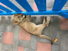 -北京野生动物园