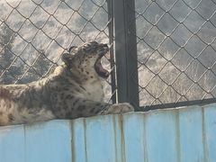 -青藏高原野生动物园