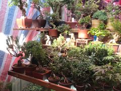-万商花鸟市场