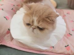 -滚猫咖啡·猫咖·猫友好撸猫(未来城店)