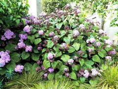 -墨尔本皇家植物园