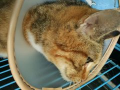 -艾吉宠物医院·疑难杂症转诊中心·猫友好(碧江路院)