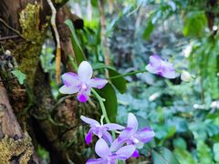 -深圳仙湖植物园