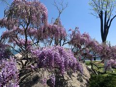 -悦海公园