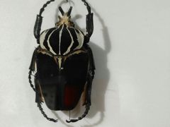 -上海昆虫博物馆