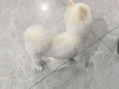 -中农国际动物医院24小时·猫科·骨科·急重症中心