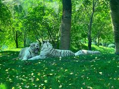 -北京野生动物园