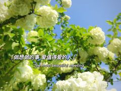 -上海滨江森林公园