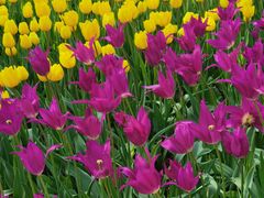 -洛阳郁金香牡丹园