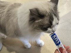 -藏猫猫咖啡主题馆(中央大道店)