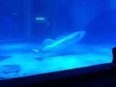 -上海海昌海洋公园-冰山北极馆