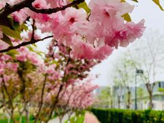 -大兴滨河森林公园