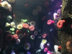 -瑞普利水族馆