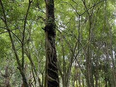 -中国科学院西双版纳热带植物园