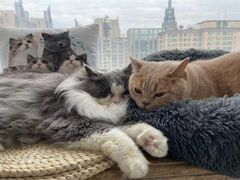 -Catmate·猫肥家润(金润铂宫店)