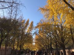 -三里屯东五街银杏大道