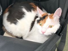 -北京恒爱动物医院(清景园分院)