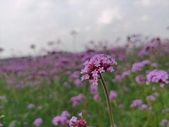 -莲花山花海