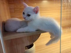 -喵百万·布偶·蓝金金渐层英短·猫舍(百子湾店)