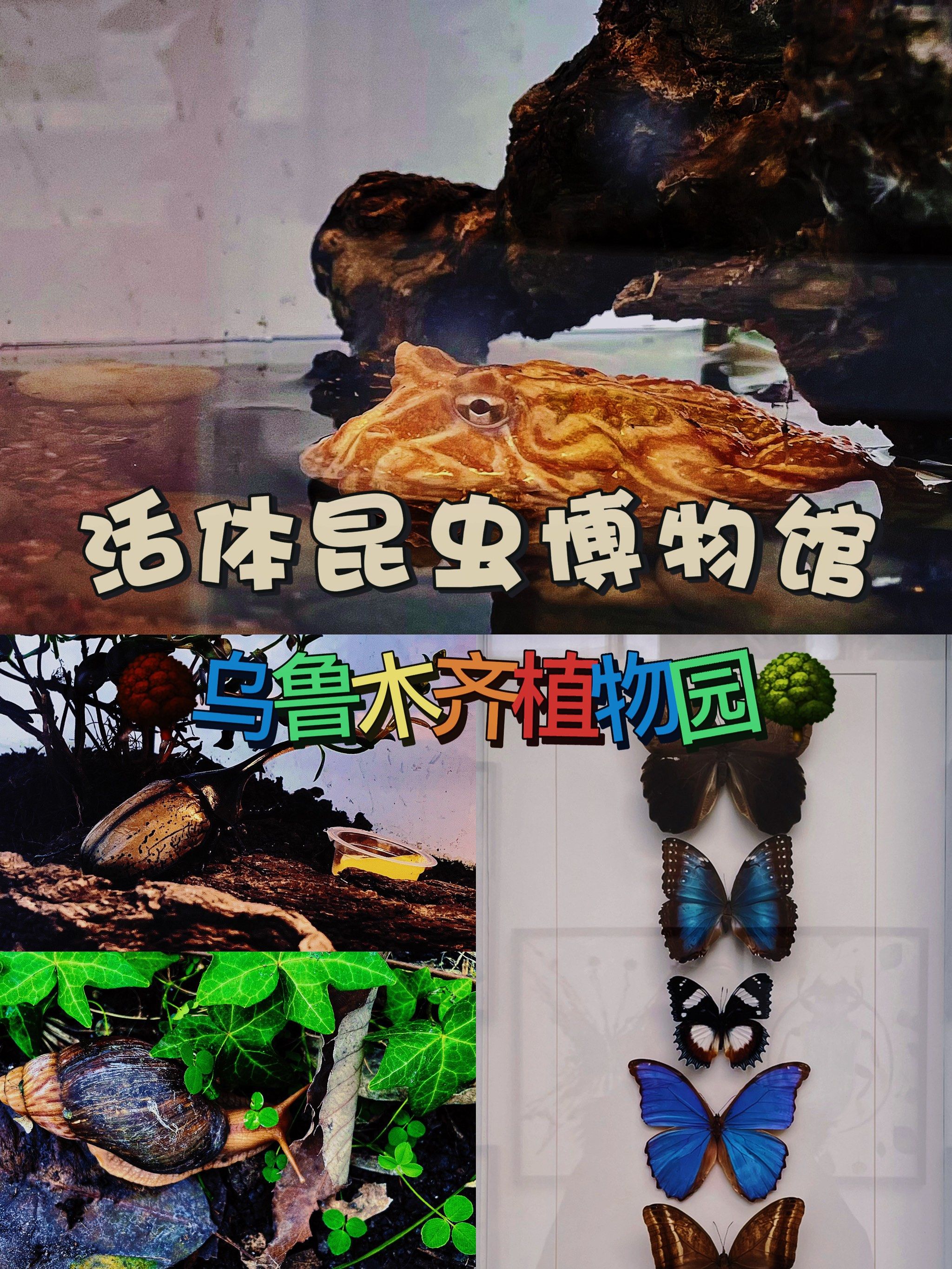 乌鲁木齐植物园|活体昆虫博物馆|全西北最大且唯一的爬爬乐园