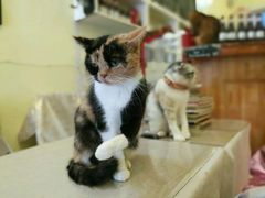 -猫色咖啡·猫咖