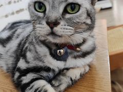 -李小姐の猫咖啡馆(五角场店)