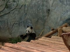 -深圳野生动物园