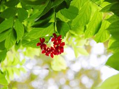 -四川大学(华西校区)