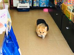 -傲雄·叮叮宠物(新华路店)