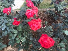 -人民公园(罗湖区)