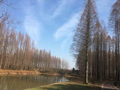 -黄海国家森林公园