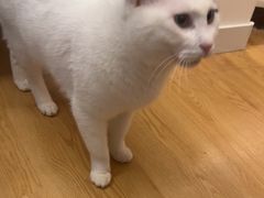 -瑞派康怡24h宠物医院·犬猫医疗中心·微创绝育(瑞景分院)