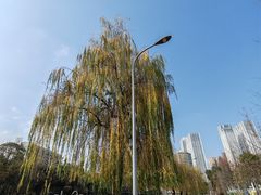 -成都市活水公园