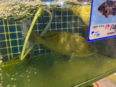 -Sasa的海(蜈支洲岛后海店)