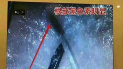 -希梵尔头皮抗衰·科技养发
