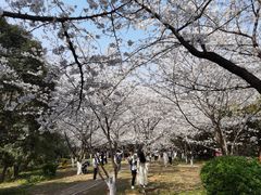 -武汉大学-樱园