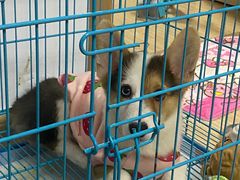 -翊宠yipet猫狗购宠庄园犬舍•猫舍